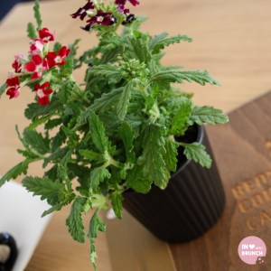 Bean Counter Fairfield Interior2