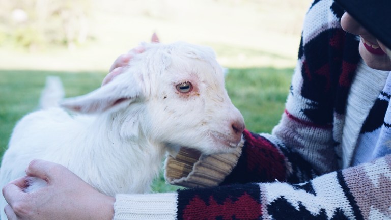 Noble Spring Dairy Franklin Goat Farm
