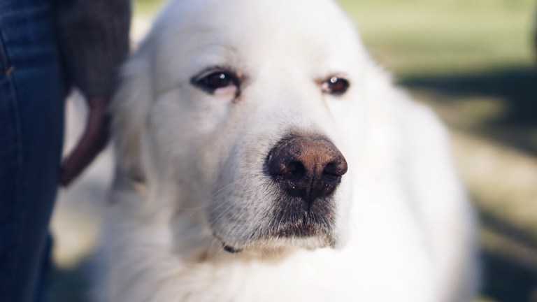 Noble Spring Dairy Franklin Goat Farm