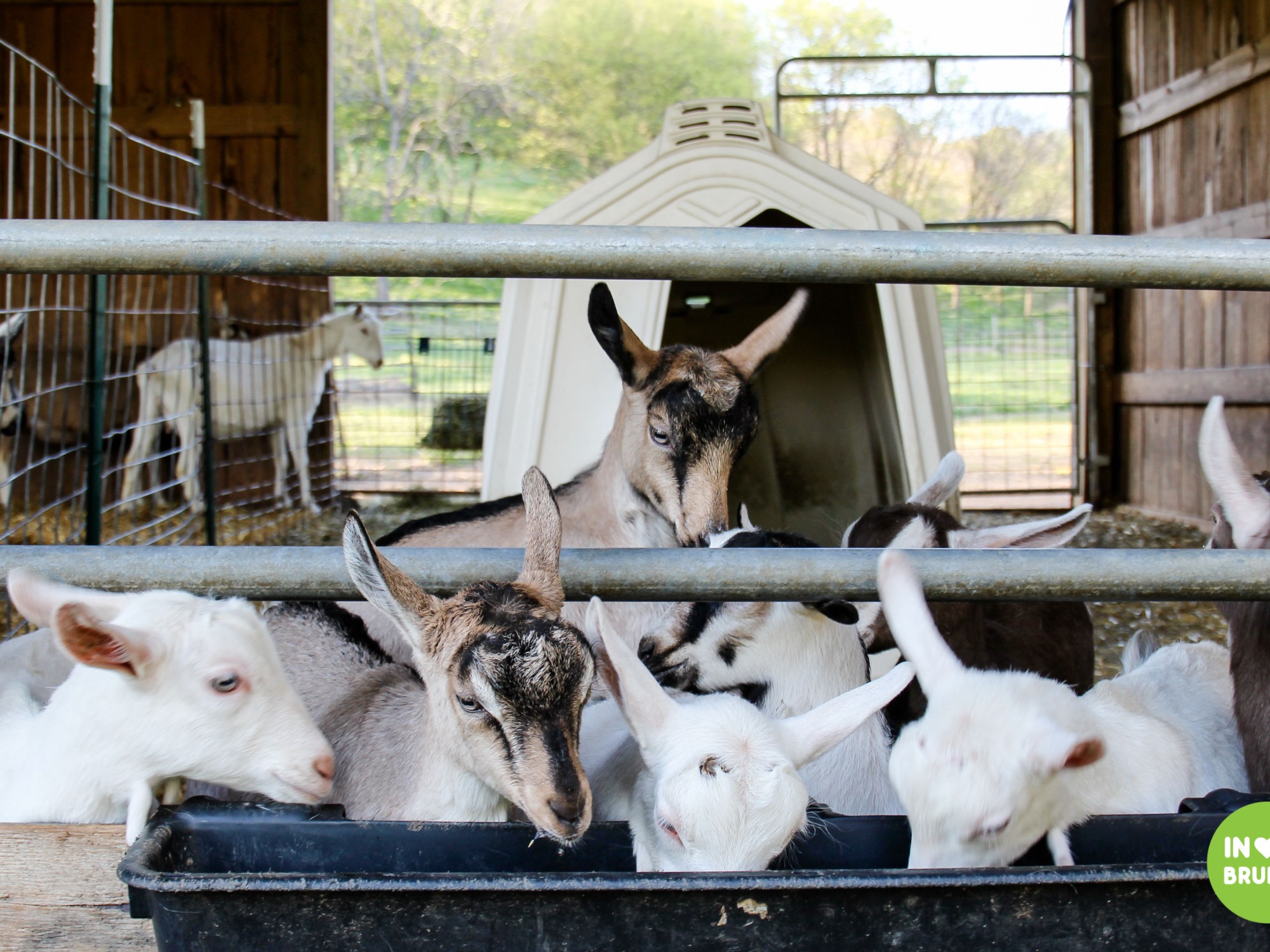 Noble Spring Dairy Franklin Goat Farm