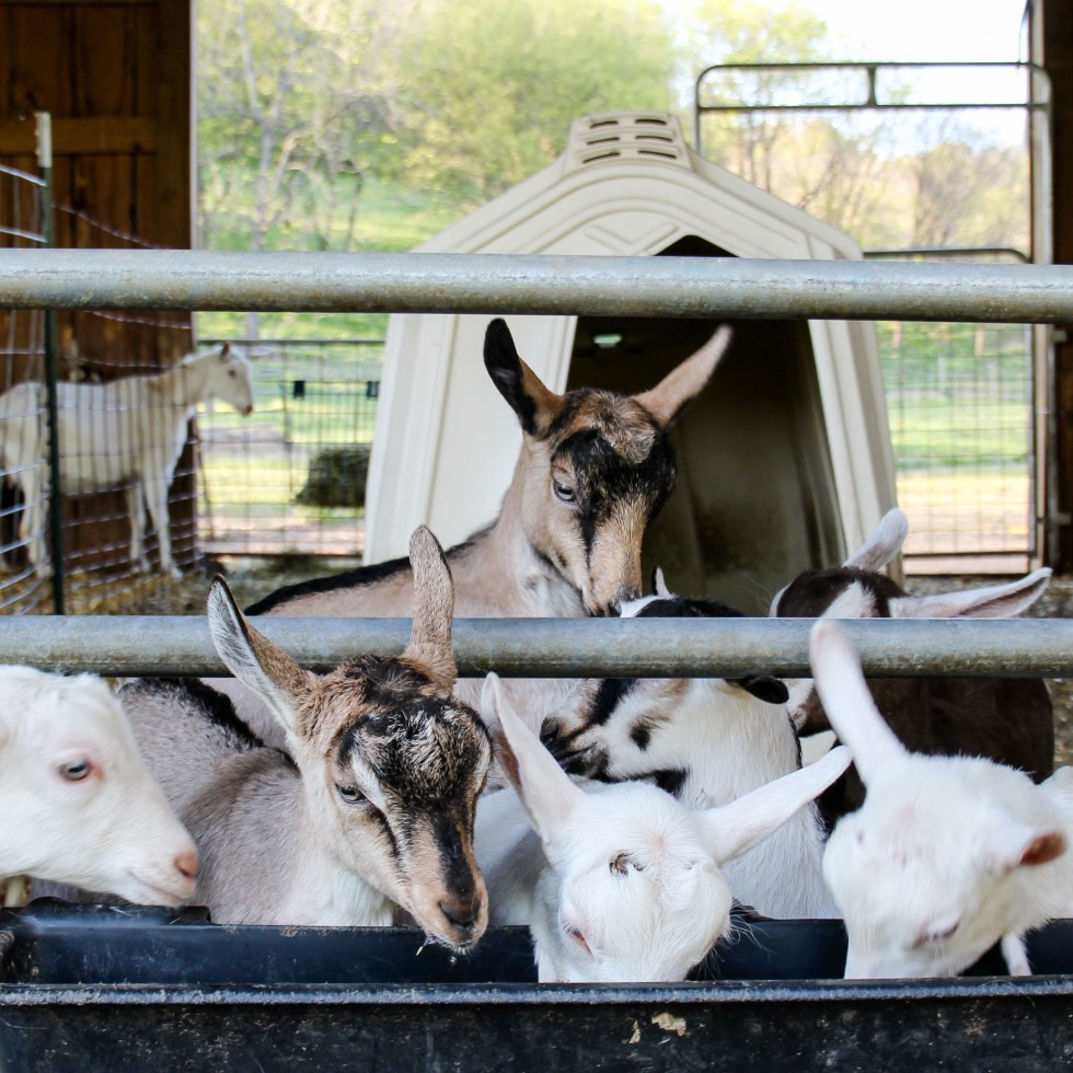 Noble Spring Dairy Franklin Goat Farm