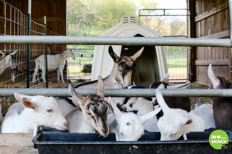 Noble Spring Dairy Franklin Goat Farm