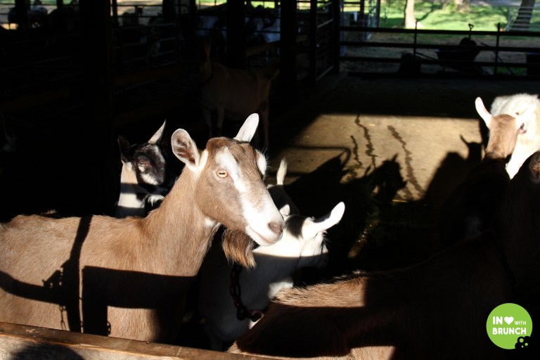 Noble Spring Dairy Franklin Goat Farm