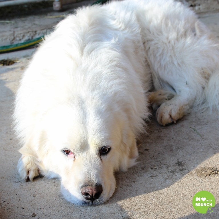 Noble Spring Dairy Franklin Goat Farm
