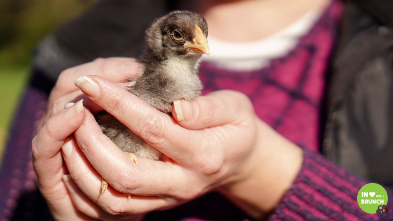 Noble Spring Dairy Franklin Goat Farm