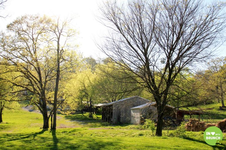 Noble Spring Dairy Franklin Goat Farm