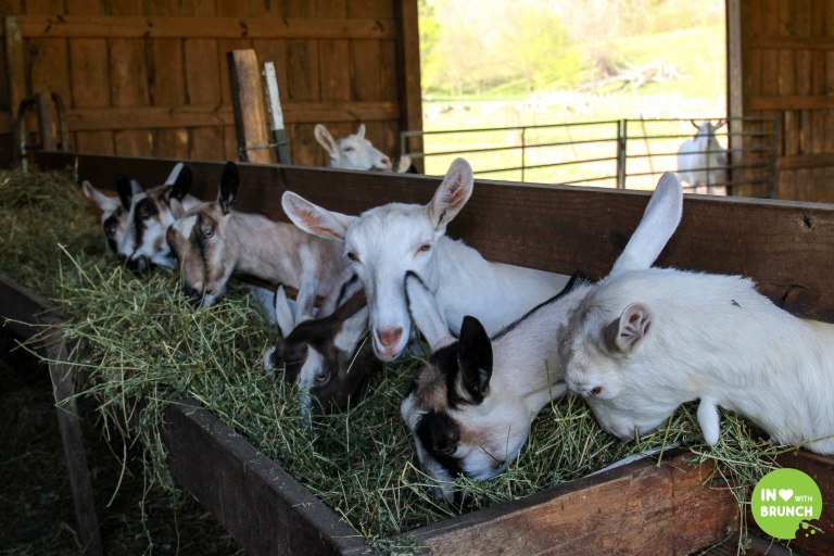 Noble Spring Dairy Franklin Goat Farm