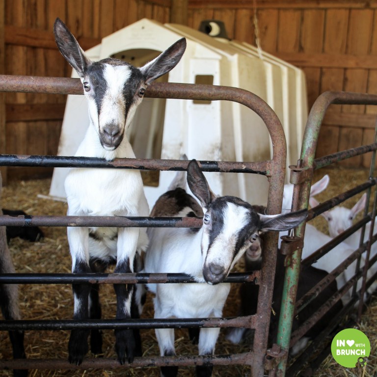 Noble Spring Dairy Franklin Goat Farm