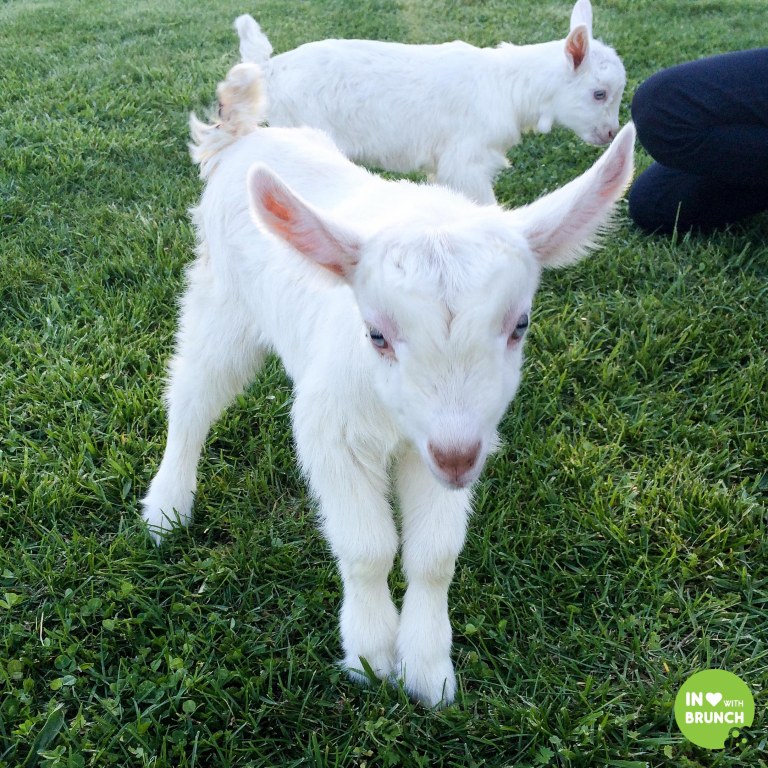 Noble Spring Dairy Franklin Goat Farm